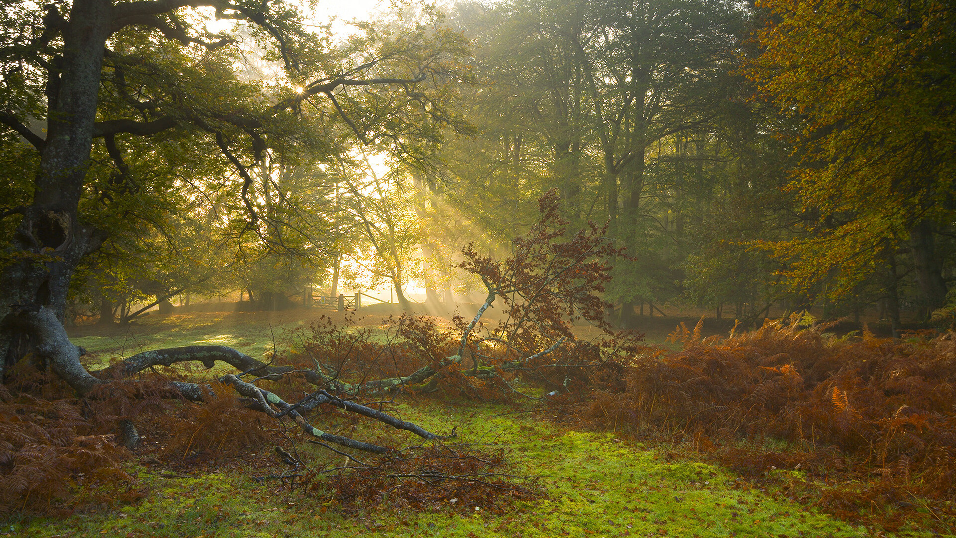 绝境中的逆袭,范弗利特如何导演深圳队惊天逆转独行侠